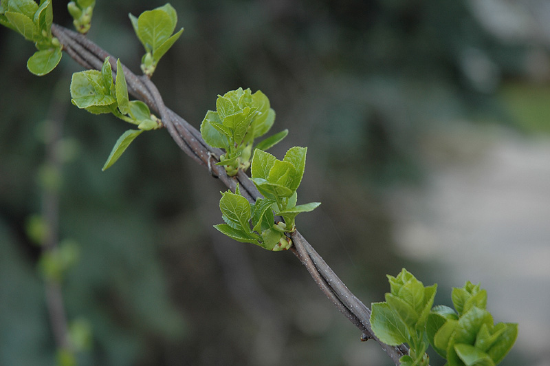 tree_branch_macro
